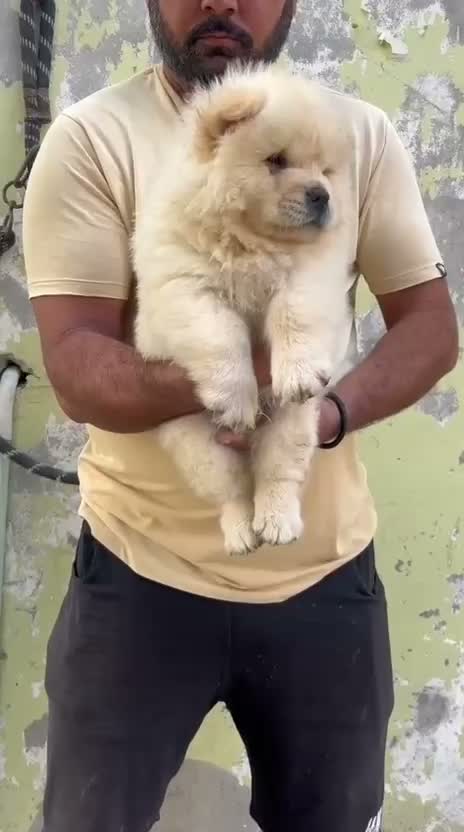 Chow Chow Puppies, farm video