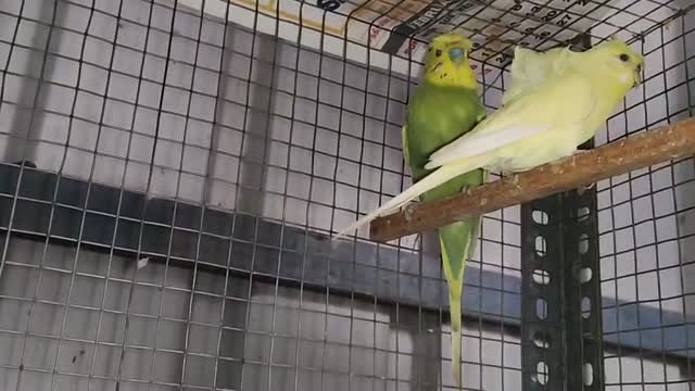 Helicopter Budgies, farm video