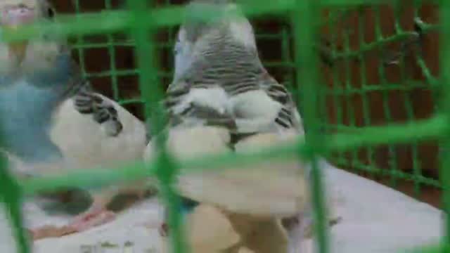 Budgies | Fallow, farm video