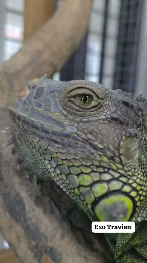 Iguana, farm video
