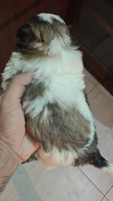 Shih Tzu | Black Color, farm video