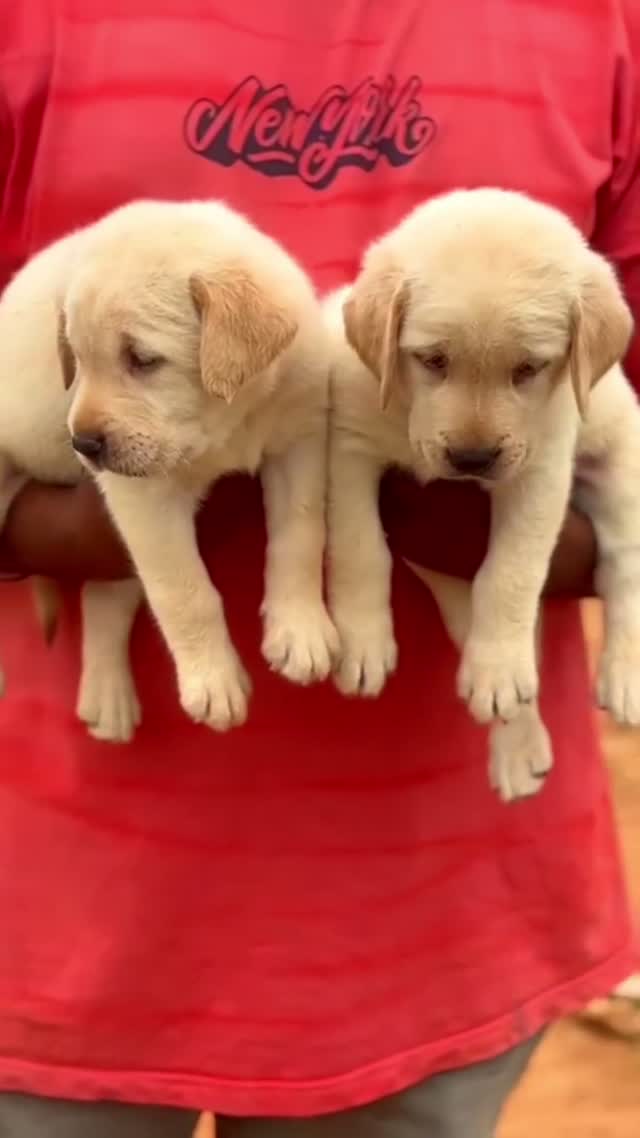 Beagle Black & Tan Puppy, farm video