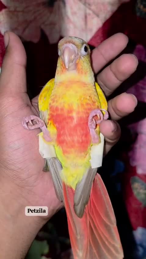 Small Cheek Conure, farm video