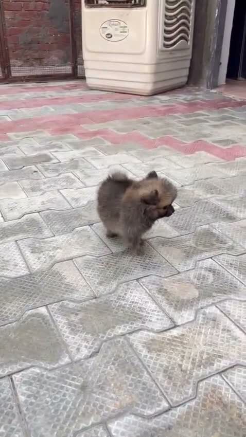 Pomeranian Puppy, farm video