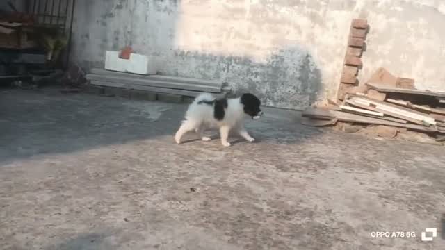 Pomeranian Puppy, farm video