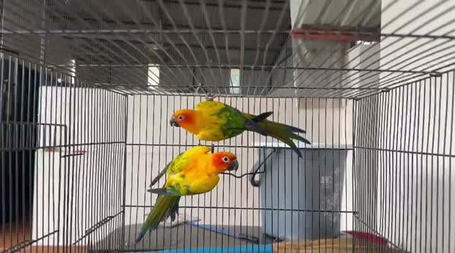 Small Cheek Conure, farm video