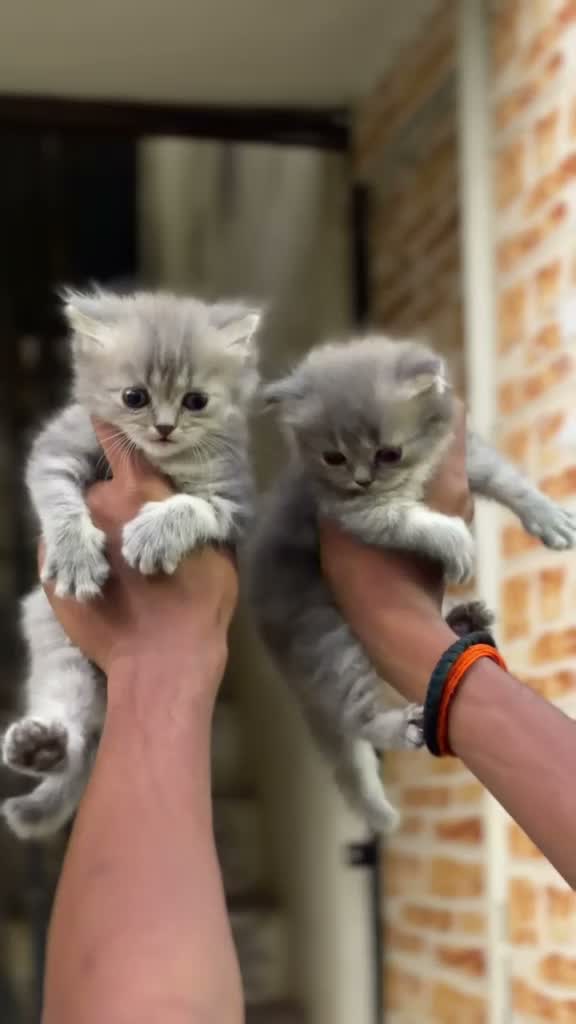 Persian, farm video