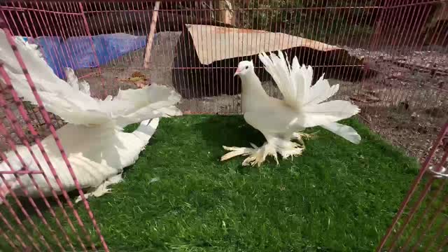 Homer Pigeon, farm video