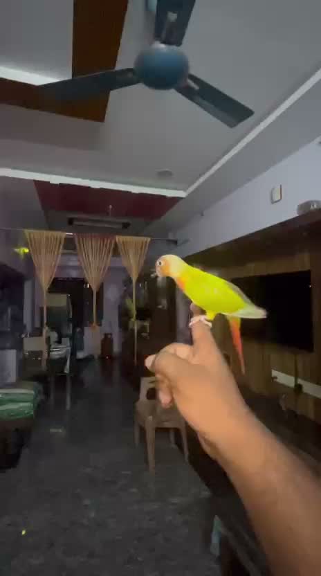 Small Cheek Conure, farm video