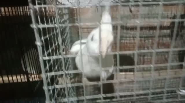 Cockatiel | Pied, farm video