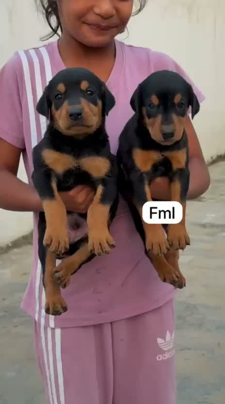 European Doberman Puppy | Black & Tan, farm video