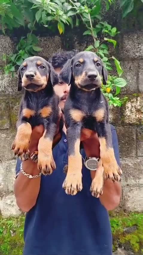 Doberman Pinscher Puppy, farm video