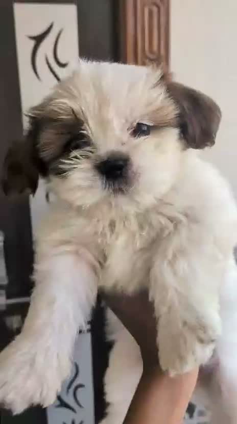 Shih Tzu | Black Color, farm video