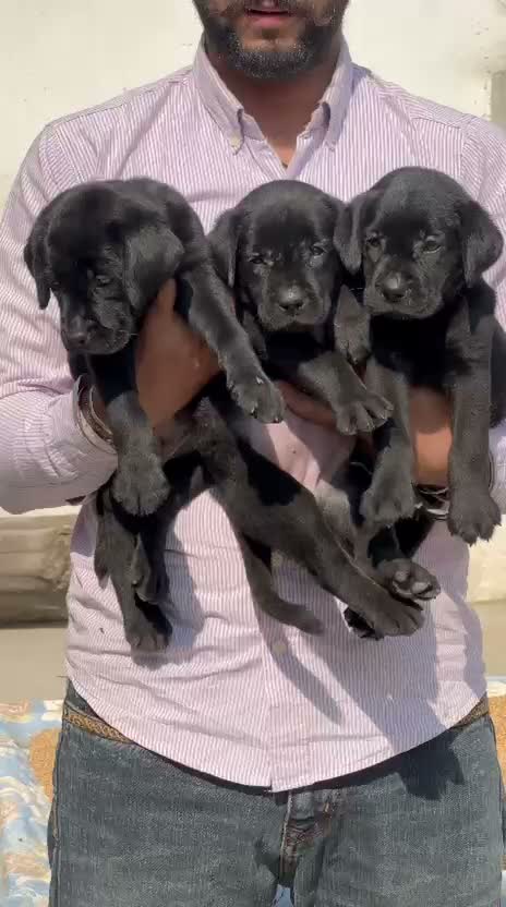 Dachshund Puppy | Brown & Tan, farm video