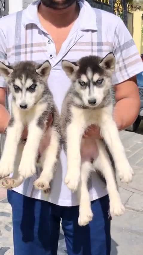 Siberian Husky Puppy | Black & White Color, farm video