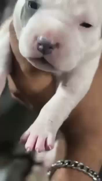 Pitbull Terrier Puppy, farm video