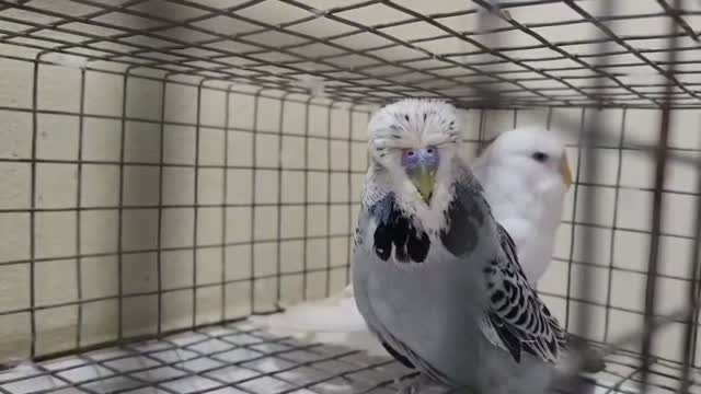 Budgies | Fallow, farm video