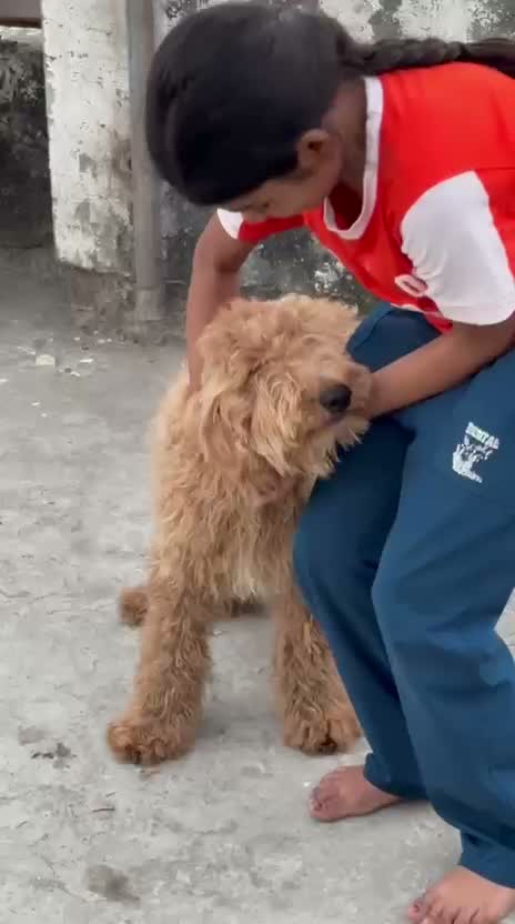 Standard Poodle Puppy | White, farm video