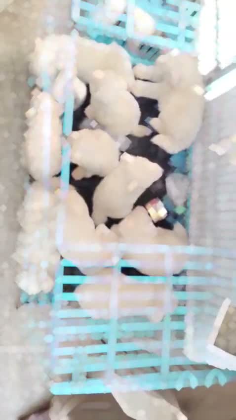 Pomeranian Puppy, farm video