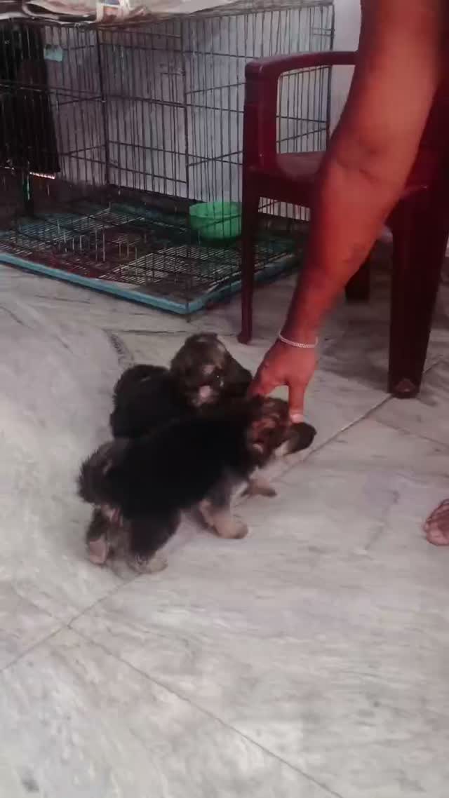 German Shepherd Puppy, farm video