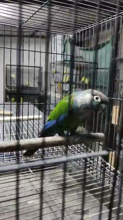 Small Cheek Conure, farm video