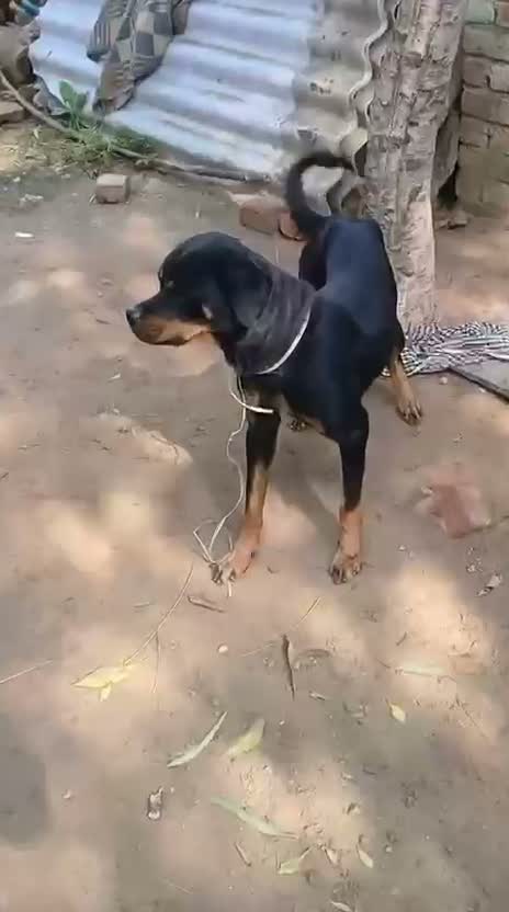 Rottweiler Puppy, farm video