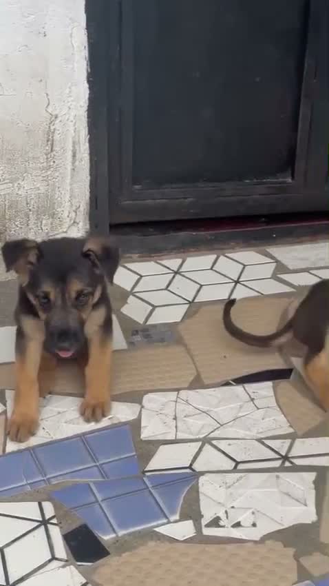 Dachshund Puppy | Brown & Tan, farm video