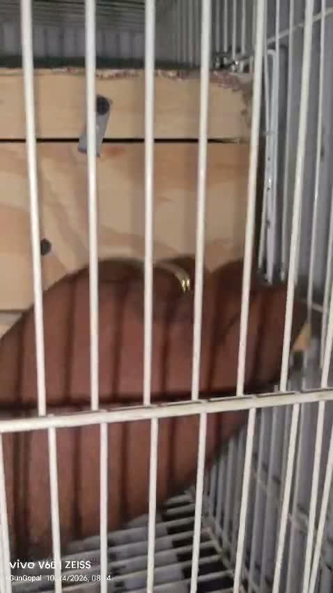 Dachshund Puppy | Brown, farm video