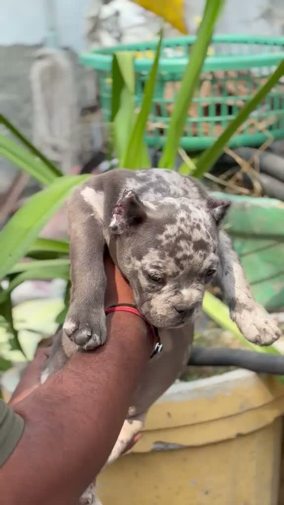 American Bully XL Size Puppy, farm video