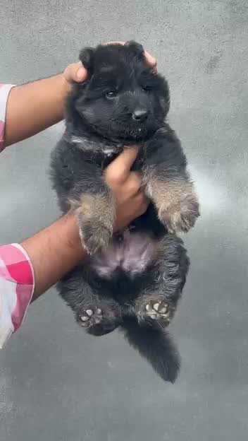 German Shepherd Puppy, farm video