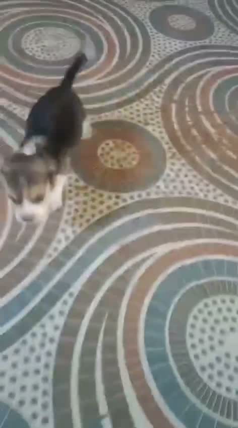 Beagle Black & Tan Puppy, farm video