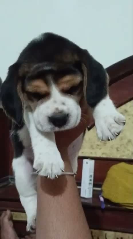 Beagle Black & Tan Puppy, farm video