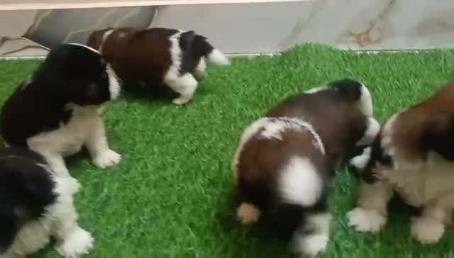 Shih Tzu | Black Color, farm video