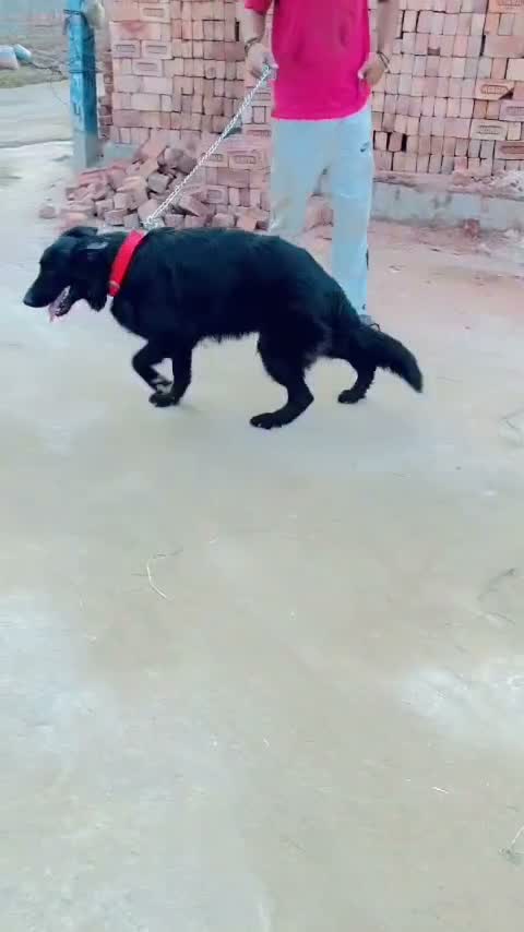 German Shepherd Puppy, farm video
