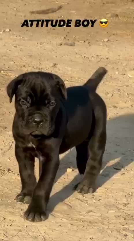 Cane Corso Puppy | Blue, farm video