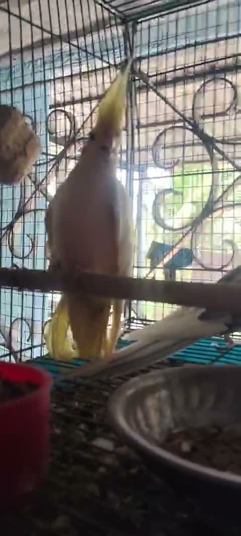Cockatiel | Pied, farm video