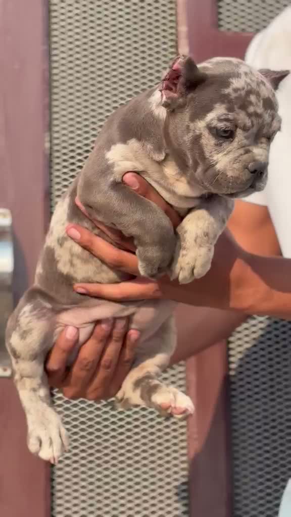 American Bully XL Size Puppy, farm video
