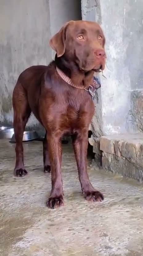 Dachshund Puppy | Brown & Tan, farm video