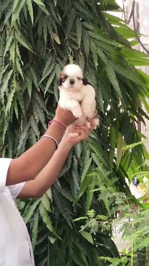 Shih Tzu | Black Color, farm video