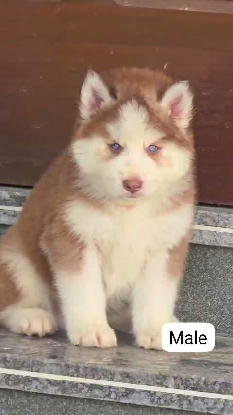 Siberian Husky Puppy | Black & White Color, farm video