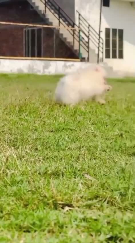 Pomeranian Puppy, farm video