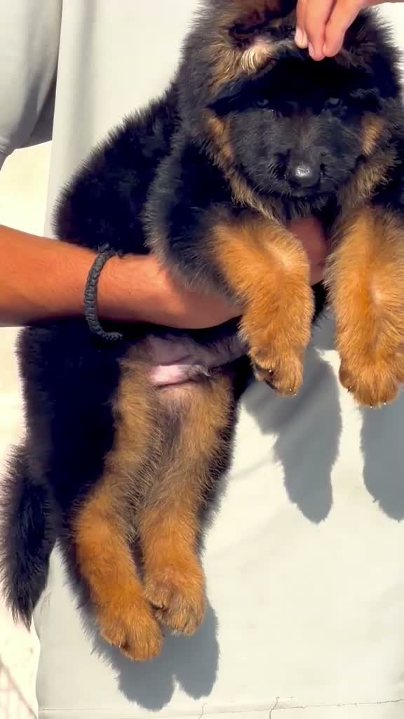 German Shepherd Puppy, farm video