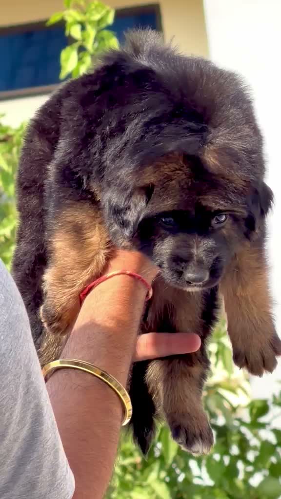 German Shepherd Puppy, farm video