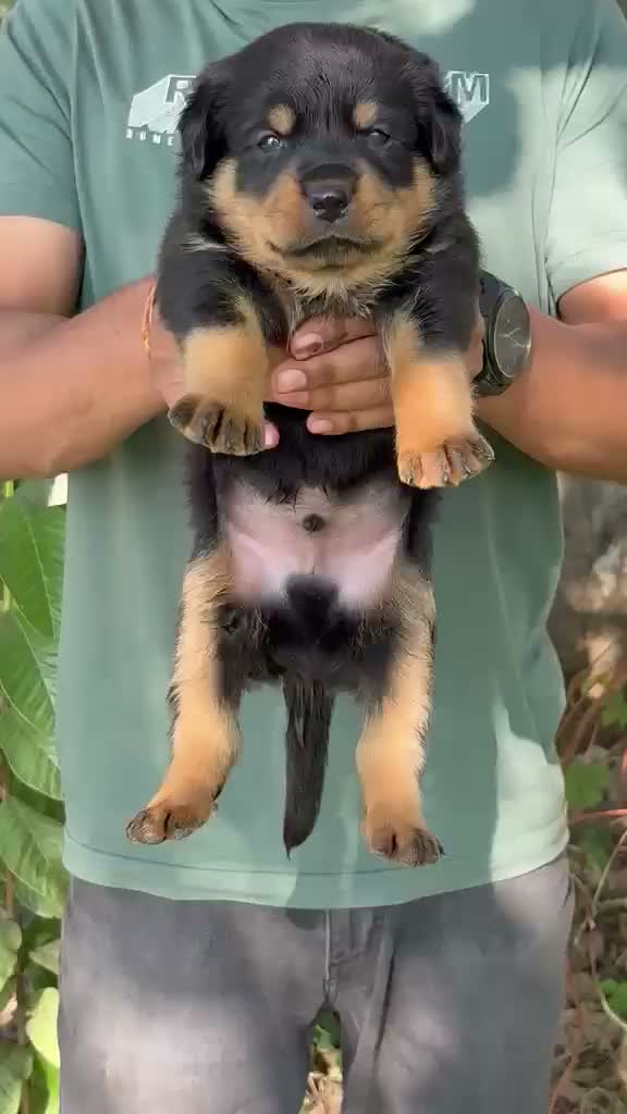Rottweiler Puppy, farm video