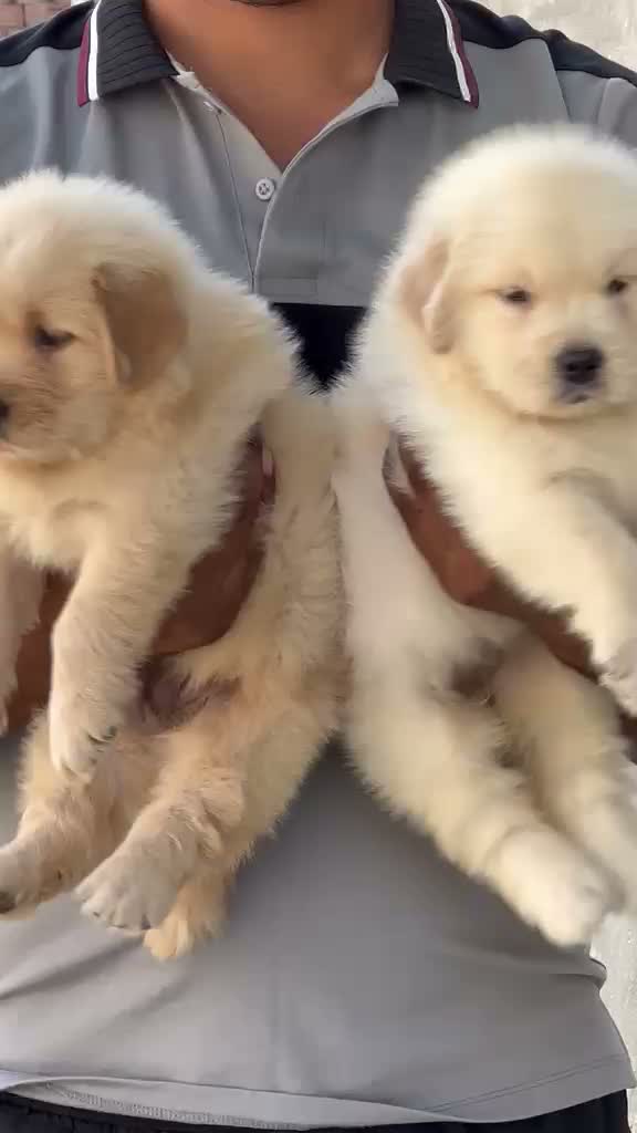 Golden Retriever, farm video
