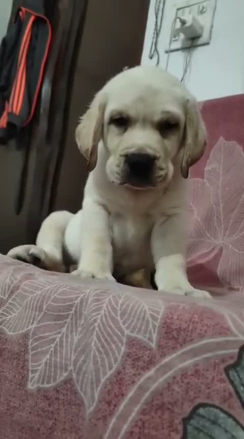 Beagle Black & Tan Puppy, farm video