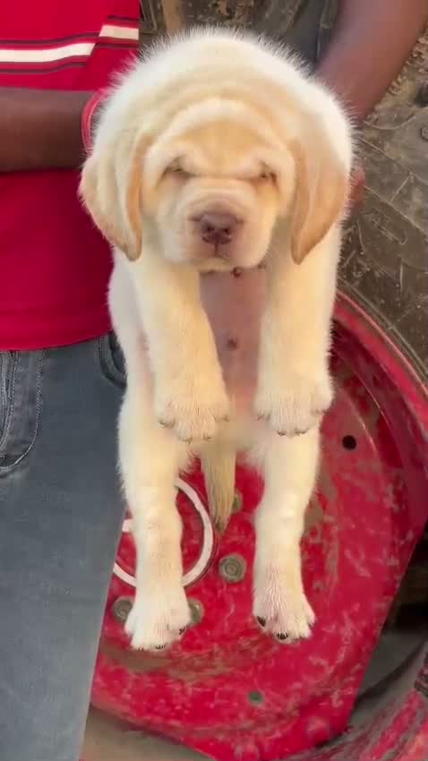 Beagle Black & Tan Puppy, farm video