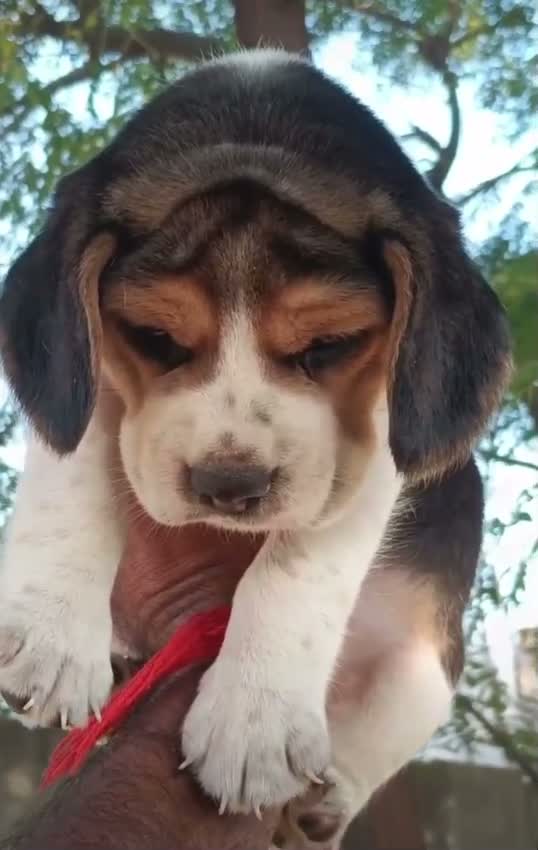 Beagle Black & Tan Puppy, farm video