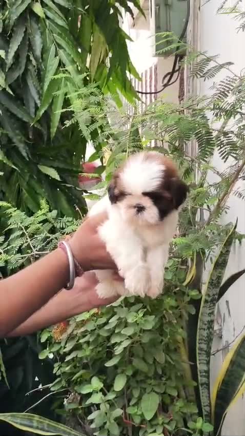 Dachshund Puppy | Brown, farm video