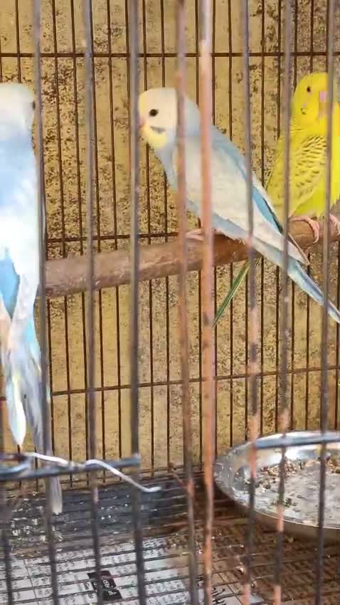 Budgies | Fallow, farm video